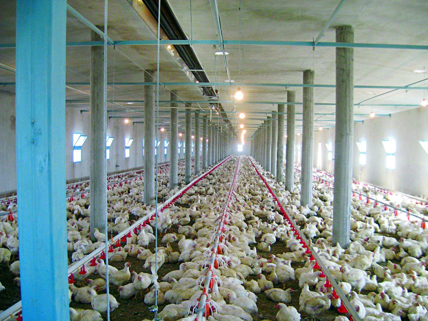 نصب — مرغداری رحیمی (نجف‌آباد، اصفهان)